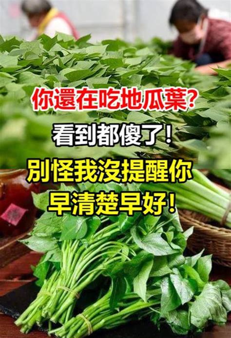 別怪我沒提醒你|還在吃地瓜葉嗎？快來看「別怪我沒提醒你」